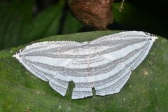 Acropteris striataria
