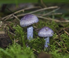 Inocybe violaceocaulis