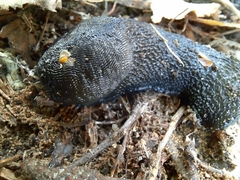 Limax cinereoniger