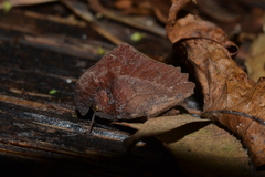 Hymenotes triangularis