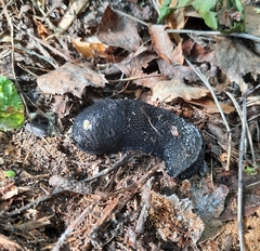 Limax cinereoniger
