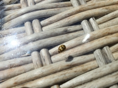 Propylea quatuordecimpunctata