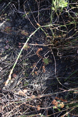 Drosera trinervia