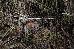 Drosera trinervia
