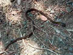 Dendrophidion brunneum