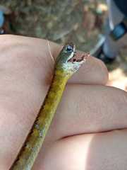 Dendrophidion brunneum