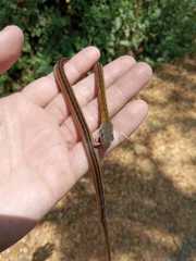 Dendrophidion brunneum