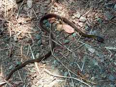 Dendrophidion brunneum