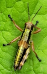 Kisella
