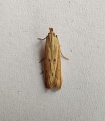 Hypsotropa unipunctella