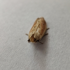 Hypsotropa unipunctella