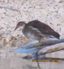 Gallinula chloropus