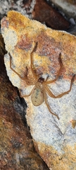Delena lapidicola
