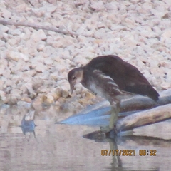 Gallinula chloropus