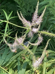 Veronicastrum