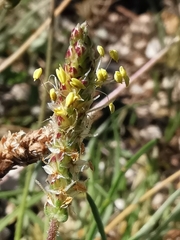 Plantago maritima serpentina