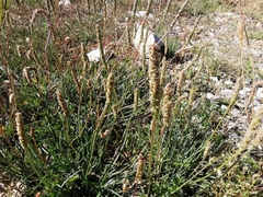 Plantago maritima serpentina