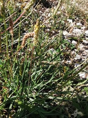 Plantago maritima serpentina
