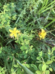 Hypericum ellipticum