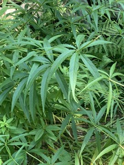 Veronicastrum