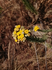 Phymaspermum athanasioides