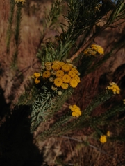 Phymaspermum athanasioides