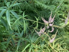 Veronicastrum