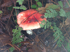 Russula silvicola