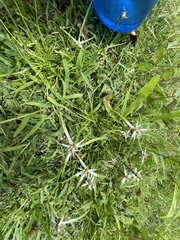 Rhynchospora nervosa