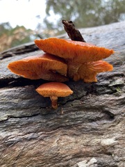 Gymnopilus allantopus