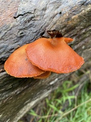 Gymnopilus allantopus