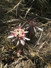 Euphorbia radians