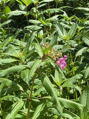 Impatiens glandulifera