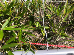 Platanthera mandarinorum pachyglossa