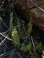 Anemia vestita