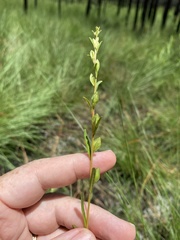 Ludwigia virgata