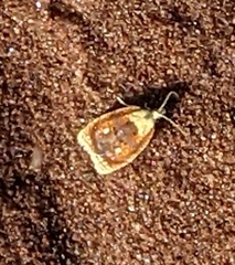 Acleris curvalana