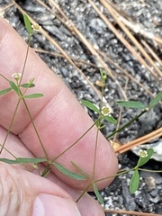 Euphorbia curtisii