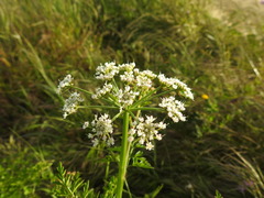 Oenanthe crocata
