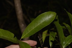 Endiandra virens