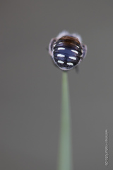 Anthidium punctatum