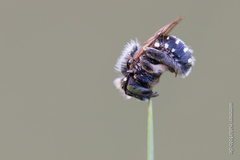 Anthidium punctatum