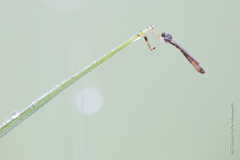 Leptogaster subtilis