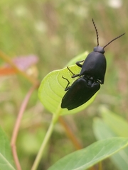 Parallelostethus attenuatus