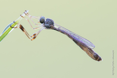 Leptogaster subtilis