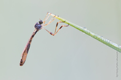 Leptogaster subtilis