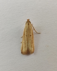 Hypsotropa unipunctella