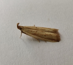 Hypsotropa unipunctella