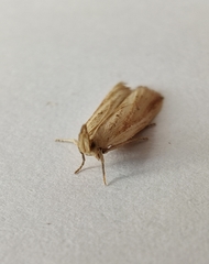 Hypsotropa unipunctella