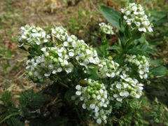 Lepidium juvencum